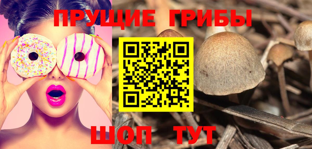 Урус-Мартан  хочу   Вход с VPN  Псилоцибиновые грибы прущие грибы 